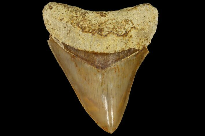 Serrated, Fossil Megalodon Tooth - Indonesia #151824